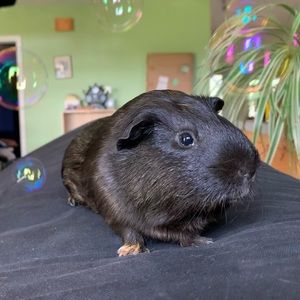 Meet your Posher, Zoie